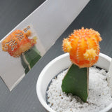 SUKENARI Damascus Super Gold 2 Kiritsuke Wa Gyuto Chef Knife 210mm Rose Wood